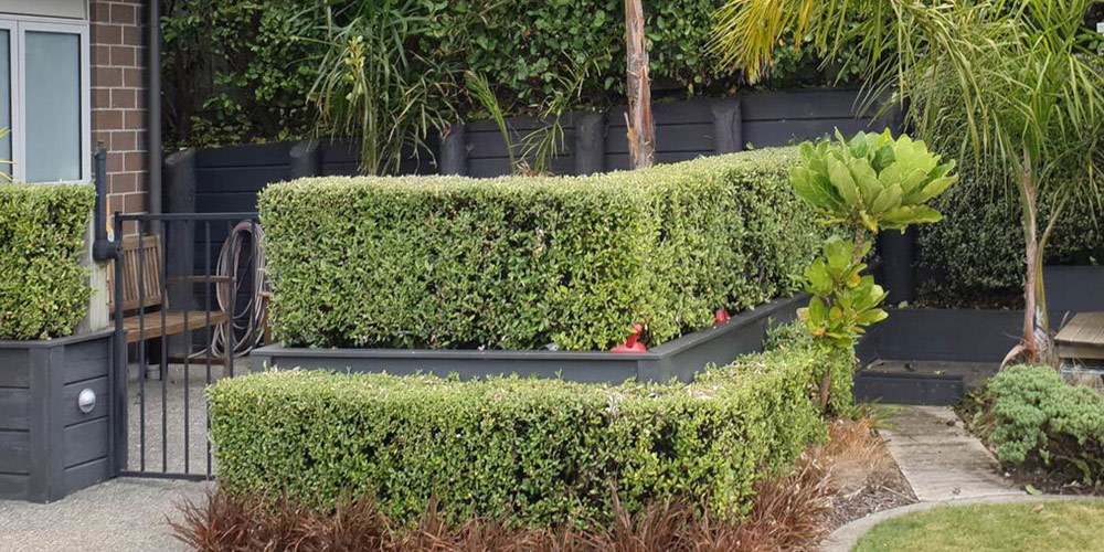 Hedge Trimming Kapiti Maintenance Gardener Porirua, Whitby