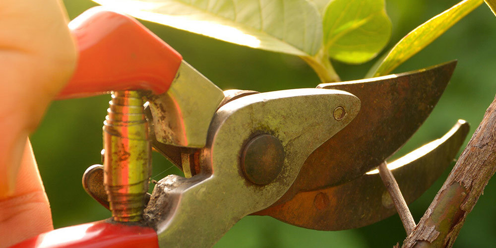Hedge Trimming Kapiti Maintenance Gardener Porirua, Whitby