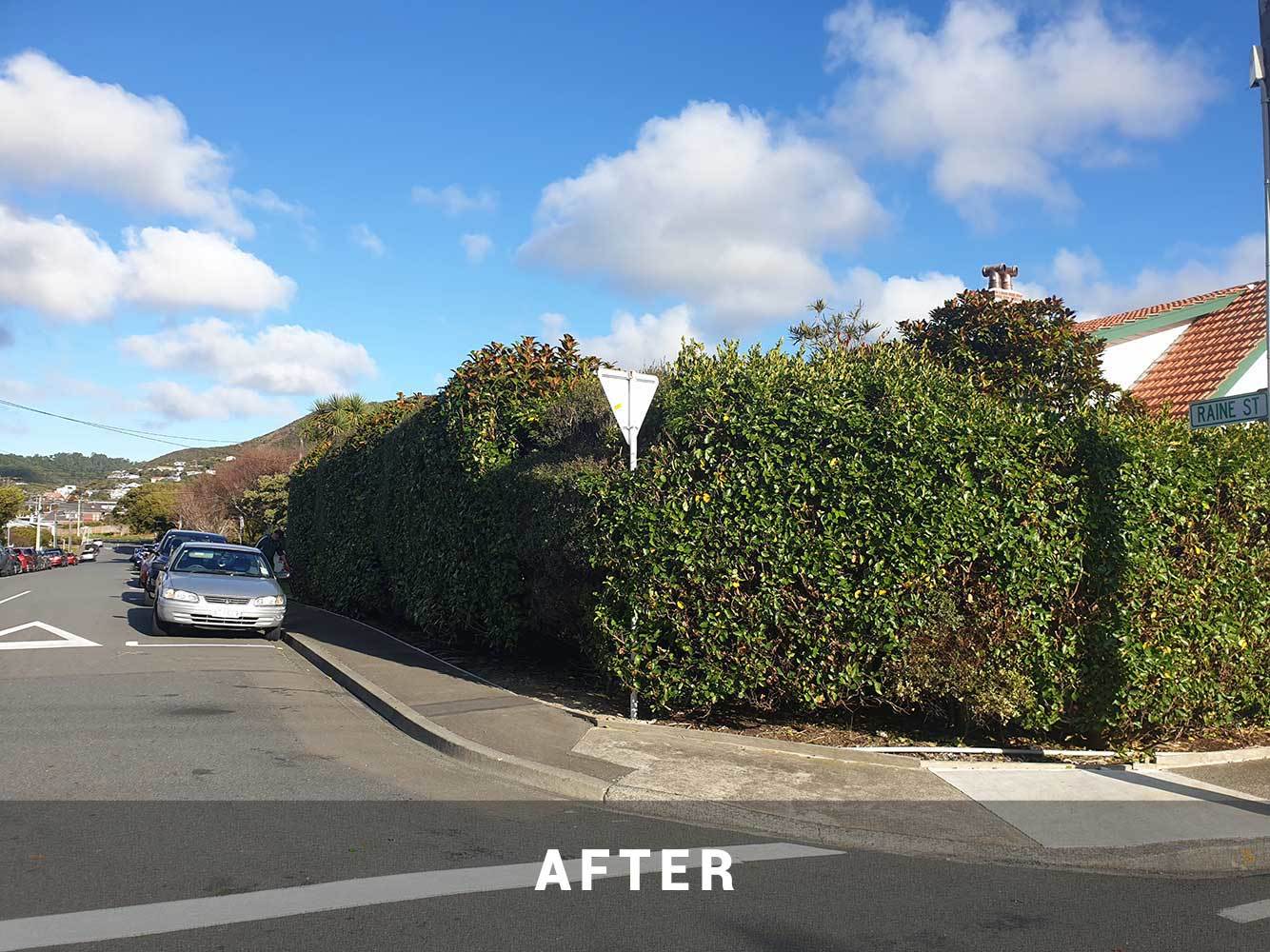 Hedge Trimming Kapiti Maintenance Gardener Porirua, Whitby