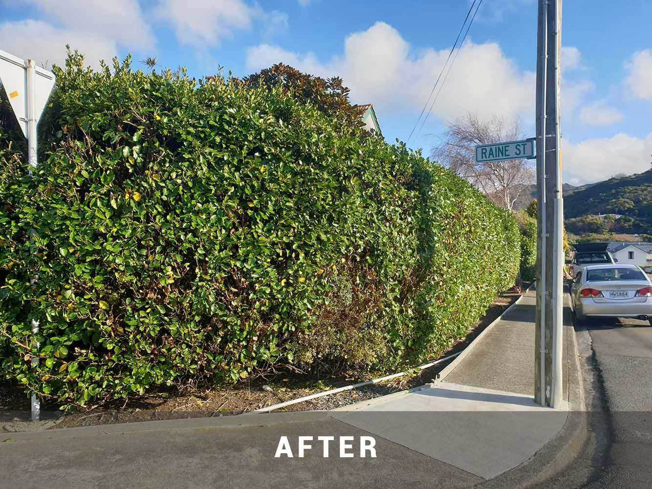 Hedge Trimming Kapiti Maintenance Gardener Porirua, Whitby